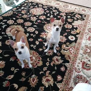 Meet your Posher, Wanda